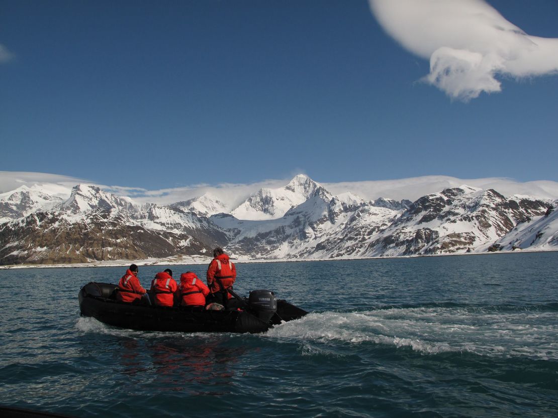 The octopuses used in the study were collected from the seabed around Antarctica.