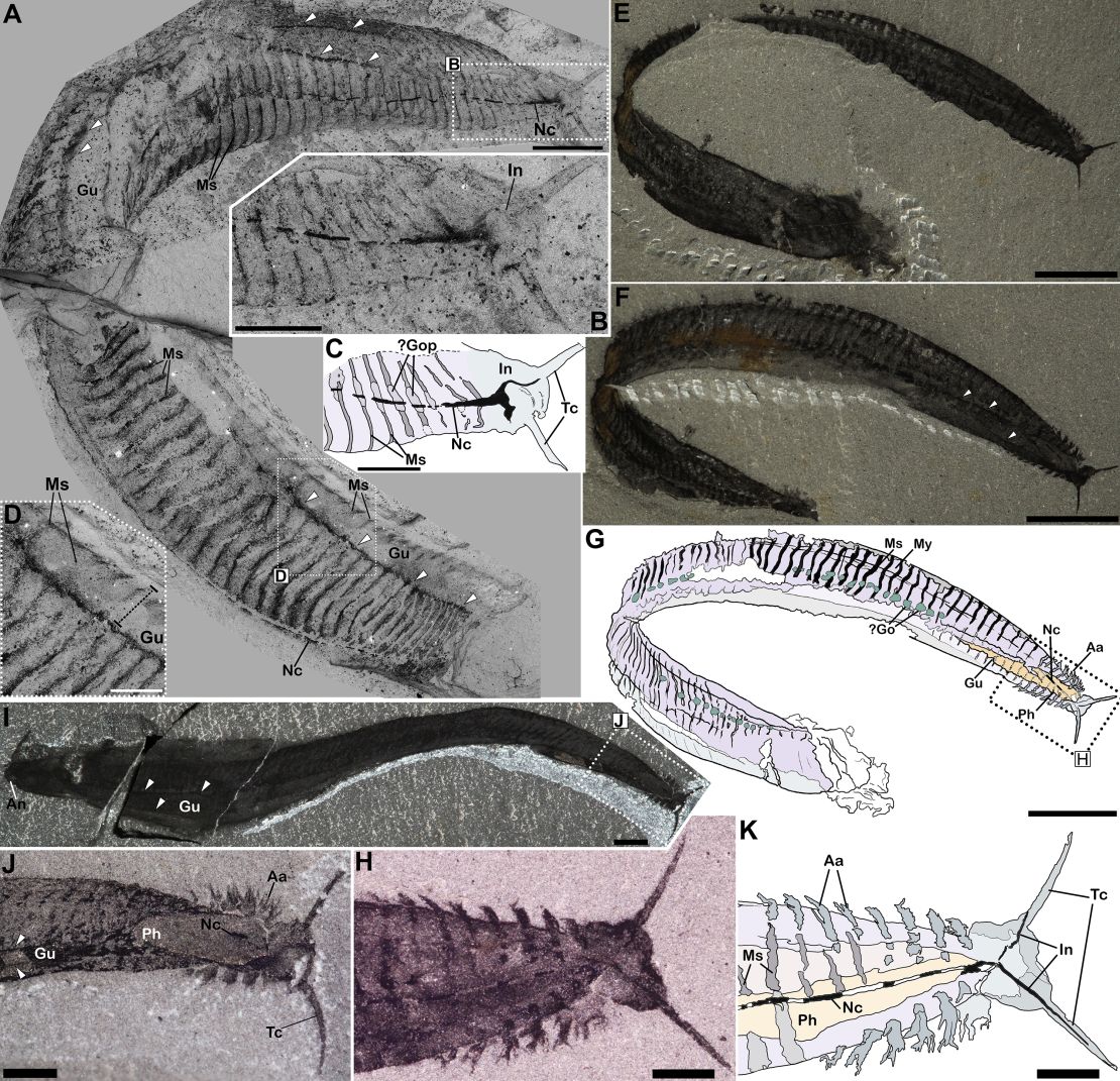 The annotated photographs show the newly revised organization of Pikaia gracilens.  Abbreviations in box C indicate key features in the first fossil in box B: tentacles on the head of Pikaia (Tc);  innervation (In);  dorsal nerve cord (Nc);  potential gonads (?Go);  and the myosepta, or connective fascia (Ms).  The drawing in box G identifies the features in the fossil in box F: front appendages (Aa);  pharyngeal cavity (Ph);  intestinal channel (Gu);  and myomeres, or muscle segments (My).  The fossil specimens are from the Smithsonian National Museum of Natural History, except for the fossil in box I from the Royal Ontario Museum.