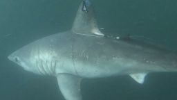 01 porbeagle shark.jpg