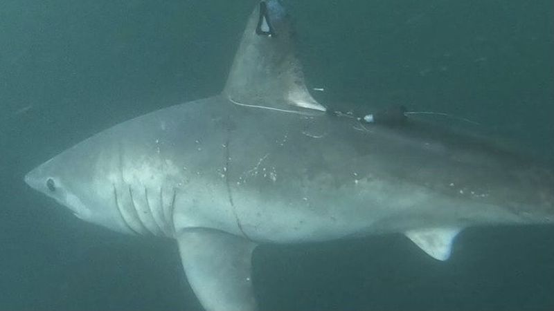 Pregnant shark monitored by scientists eaten by a larger predator 