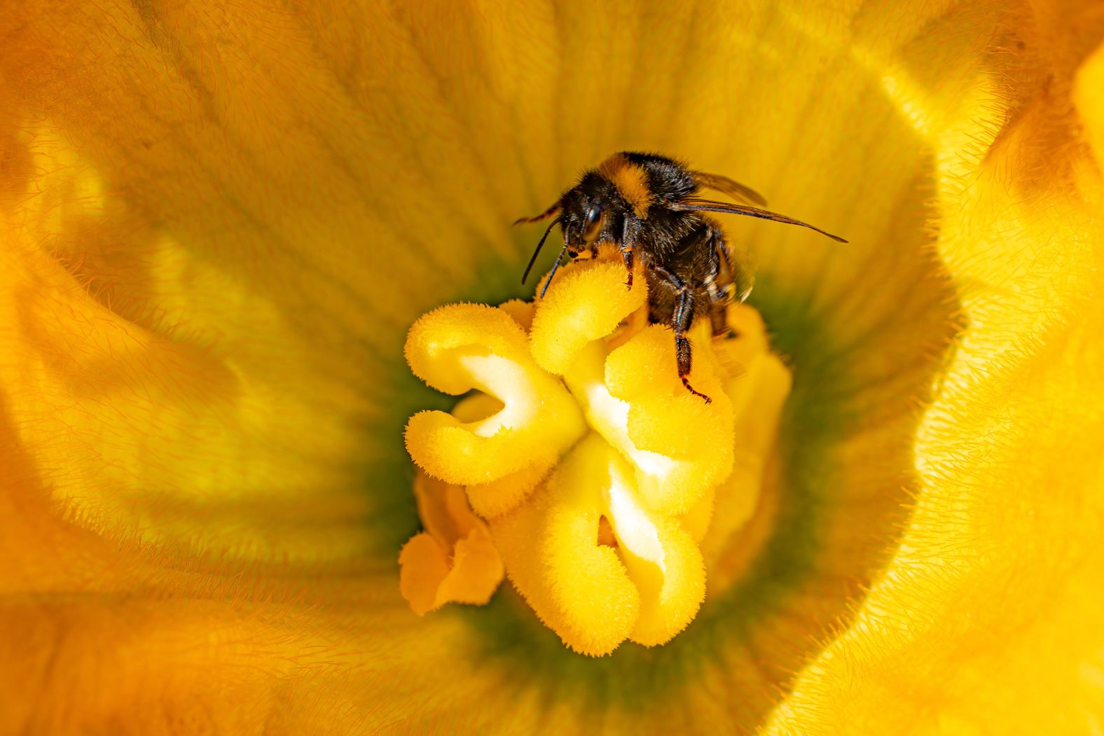 A bee collects pollen inside a courgette flower in Bristol, England, on Monday, September 4.
