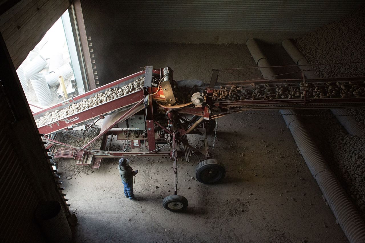 A farm worker transfers Russet Burbank potatoes into a storage facility in Warden, Washington, on May 1.