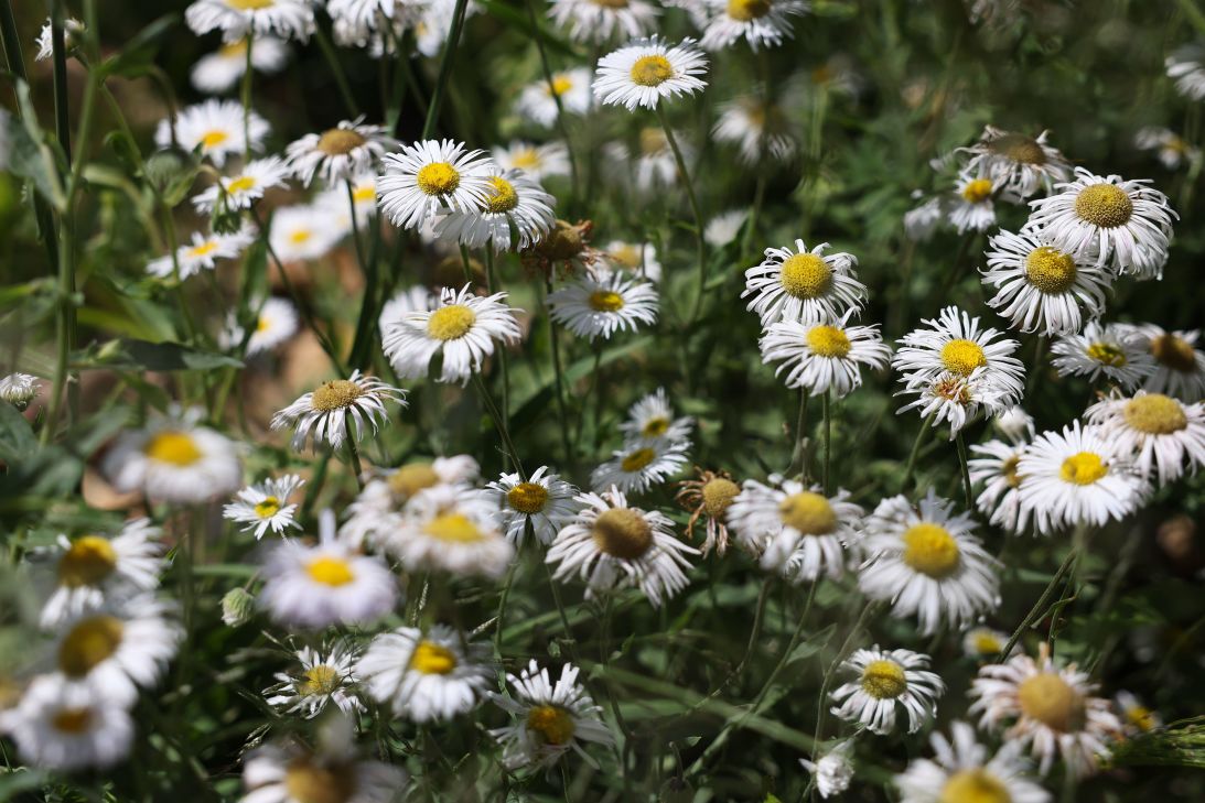 Flowers grow in an area burned by a wildfire in Ruidoso on August 28.