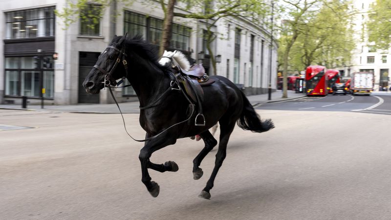 Two horses in a ‘serious condition’ after running loose in central London, minister says