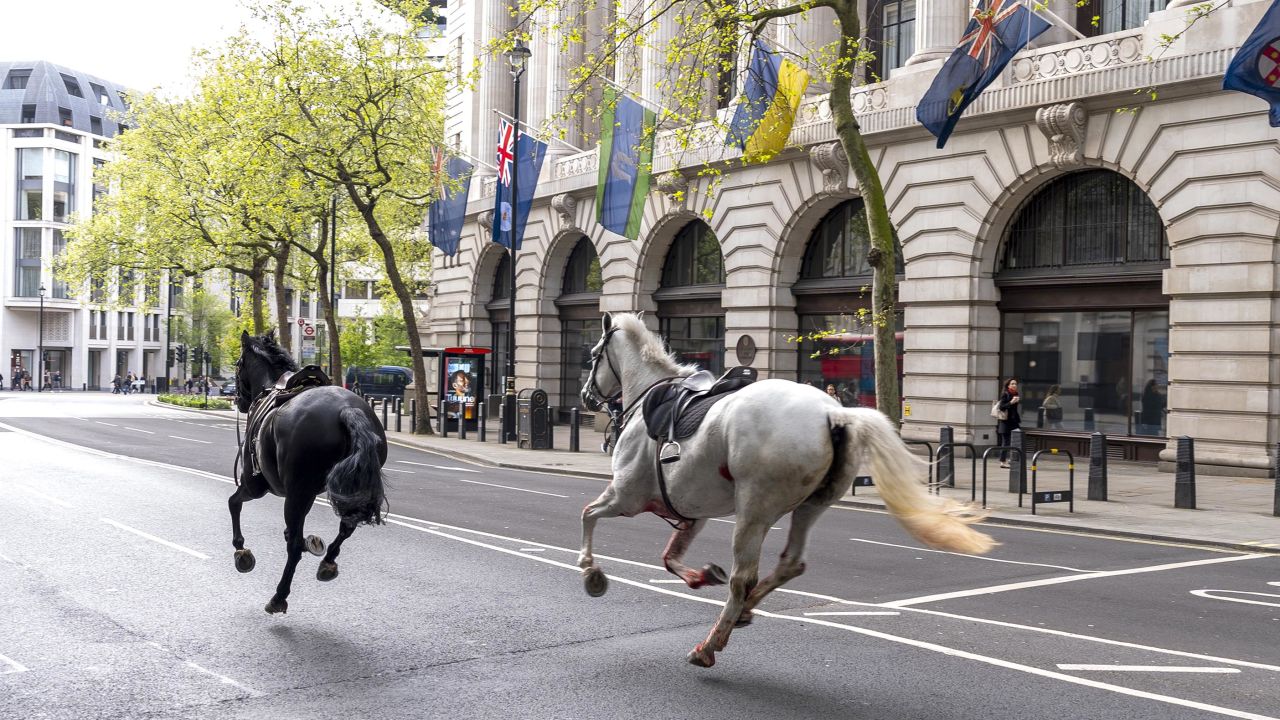 Two horses on the loose bolt through the streets of London near Aldwych. Picture date: Wednesday April 24, 2024. PA Photo. See PA story POLICE Horses. Photo credit should read: Jordan Pettitt/PA Wire