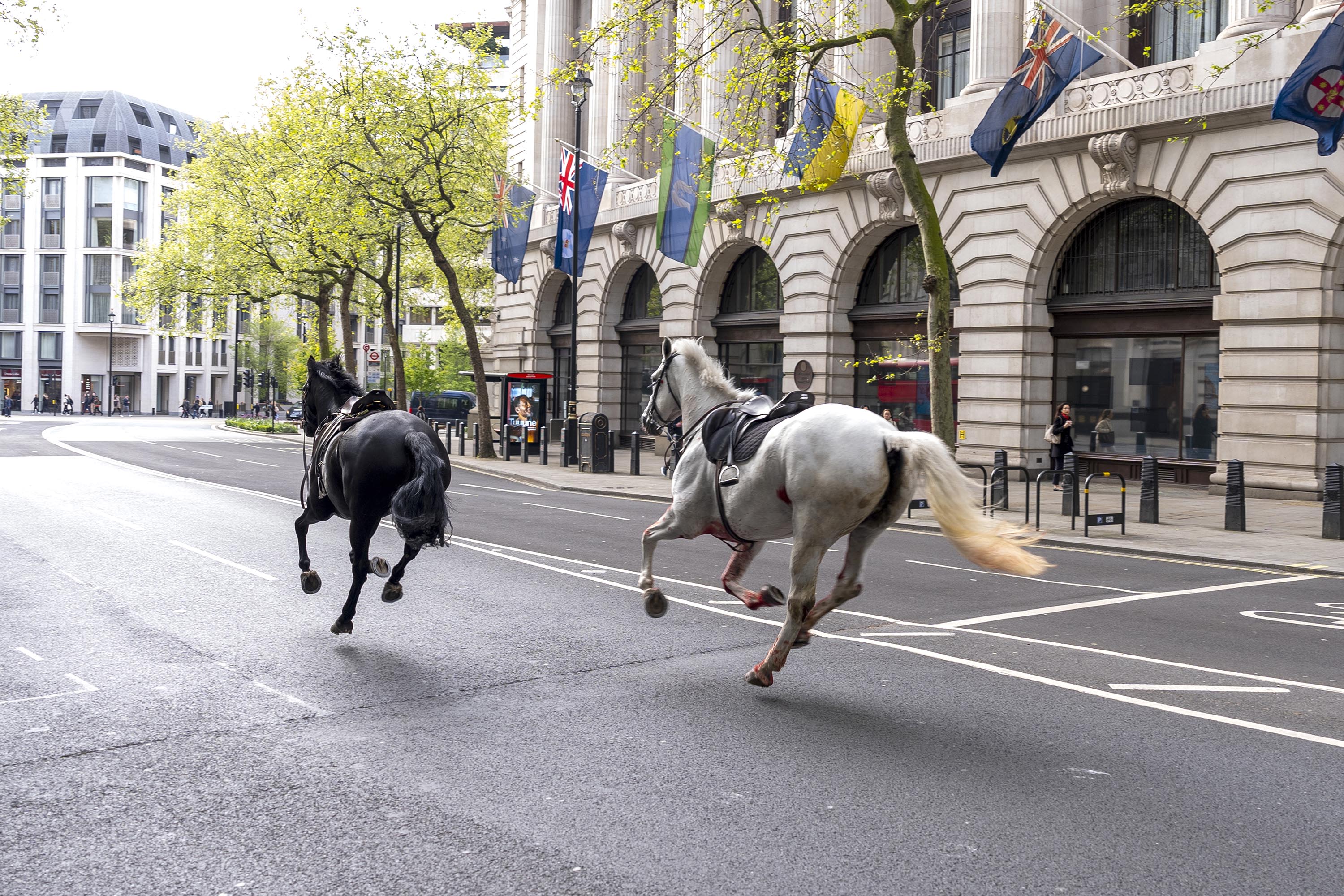 Military horses seen running through central London