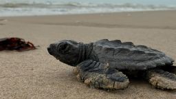 Recently hatched endangered turtle on Bagdad beach, Tamaulipas, Mexico on June 20, 2025.