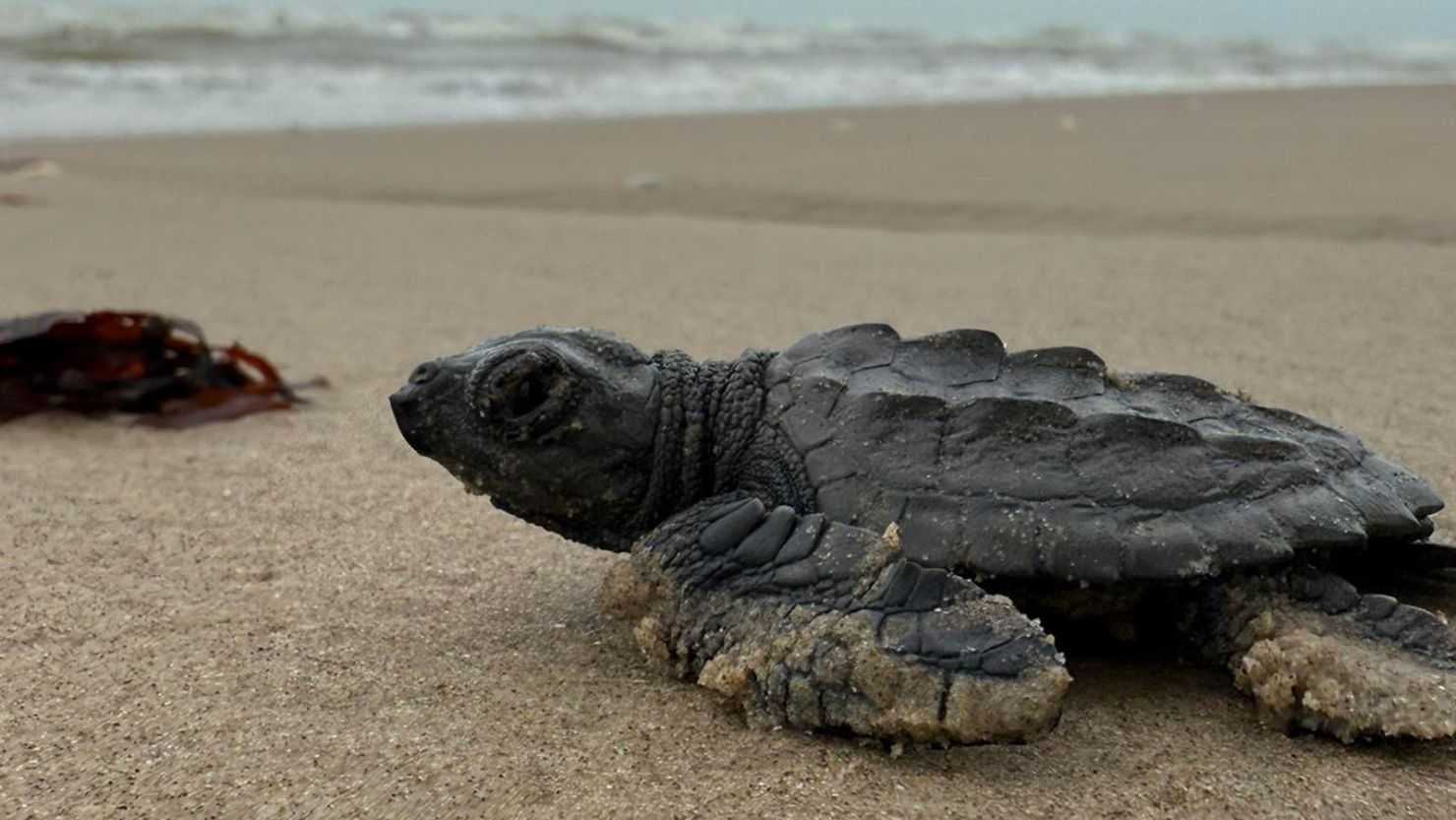 Recently hatched endangered turtle on Bagdad beach, Tamaulipas, Mexico on June 20, 2025.