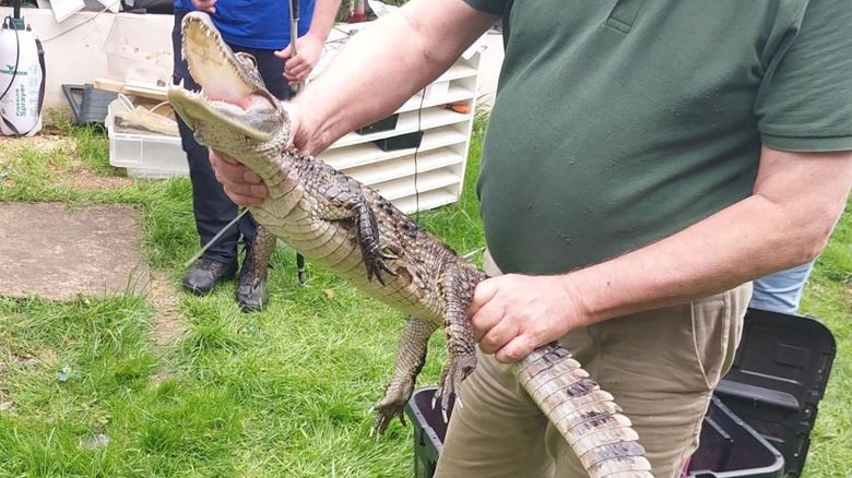 The four-foot long caiman was found during a drugs and weapons raid.