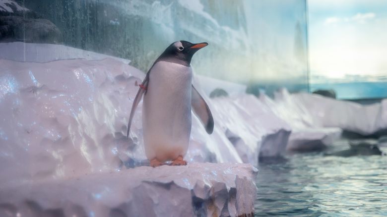 One of the 15 Gentoo penguins pictured at Sea Life London Aquarium.