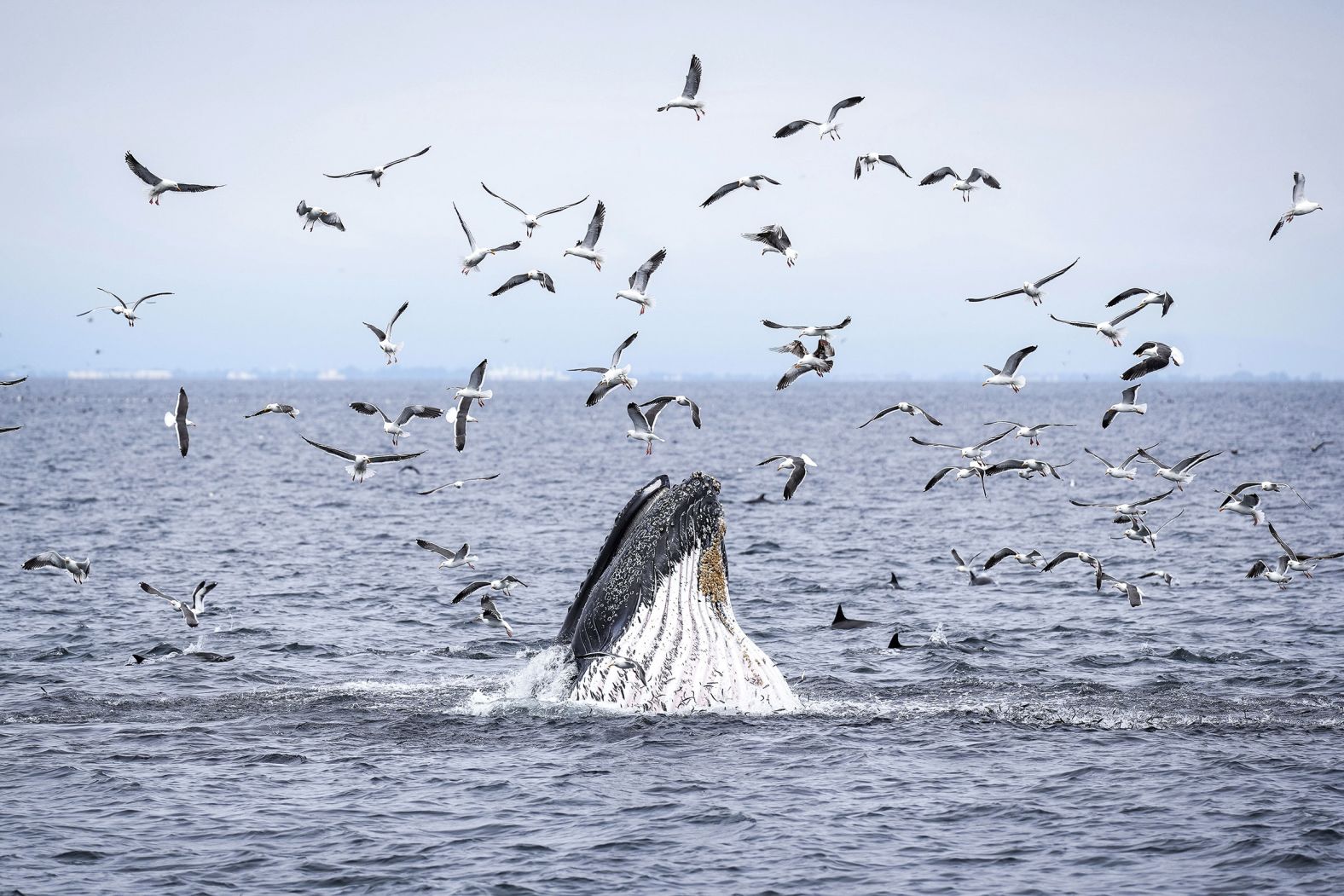 Birds, dolphins and a humpback whale feed on a school of fish near California’s Channel Islands on Thursday, May 1.