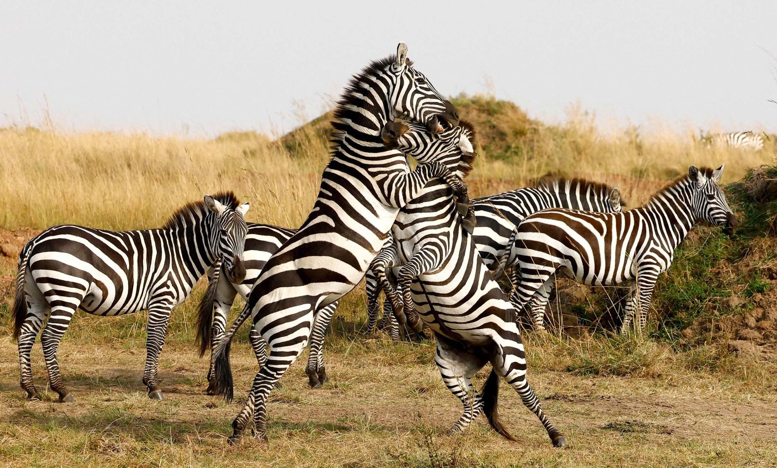 Zebras tussle in the Maasai Mara game reserve in Kenya on Thursday, August 7.