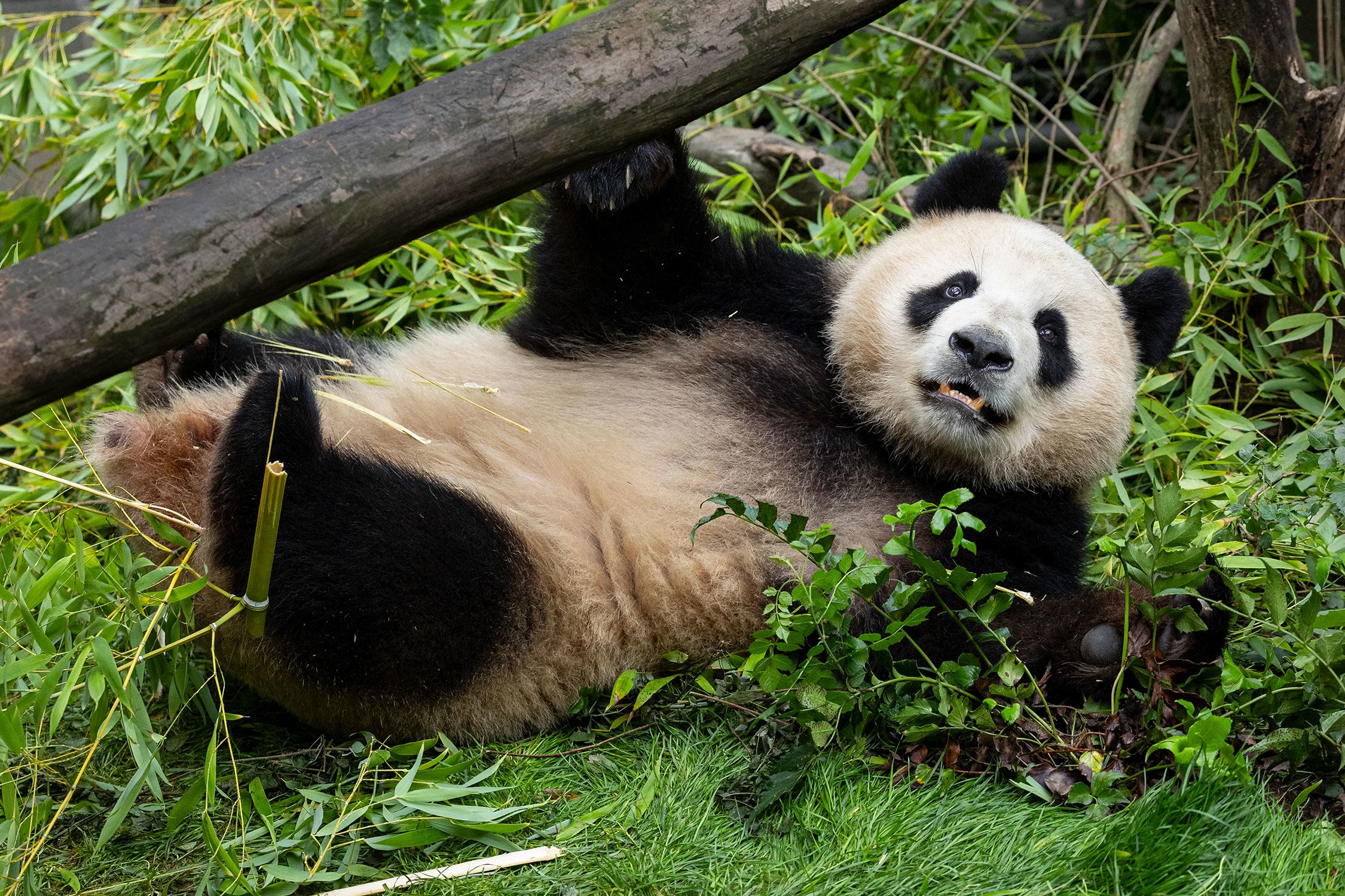 Xin Bao, one of San Diego’s newest giant pandas.