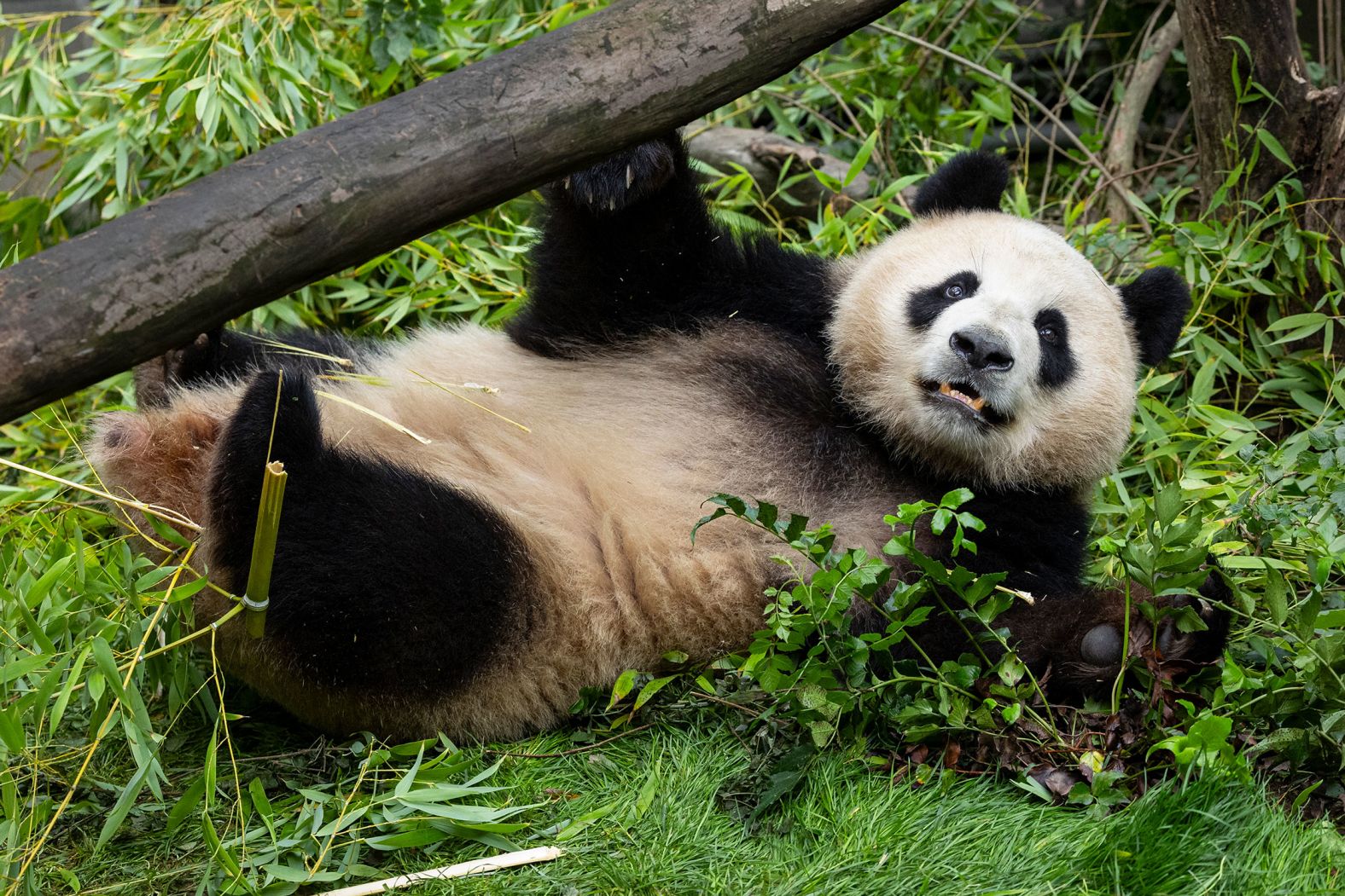 Xin Bao, one of San Diego’s newest giant pandas, lounges in her enclosure in this photo released by the San Diego Zoo Wildlife Alliance on Tuesday, July 9. She and panda Yun Chuan are <a href="index.php?page=&url=https%3A%2F%2Fwww.cnn.com%2F2024%2F07%2F09%2Fworld%2Fgiant-pandas-san-diego-zoo%2Findex.html">the first giant pandas to enter the United States in 21 years</a>. They were recently loaned to the United States from China. The pandas are acclimating at a private habitat now and will soon be unveiled at the San Diego Zoo.