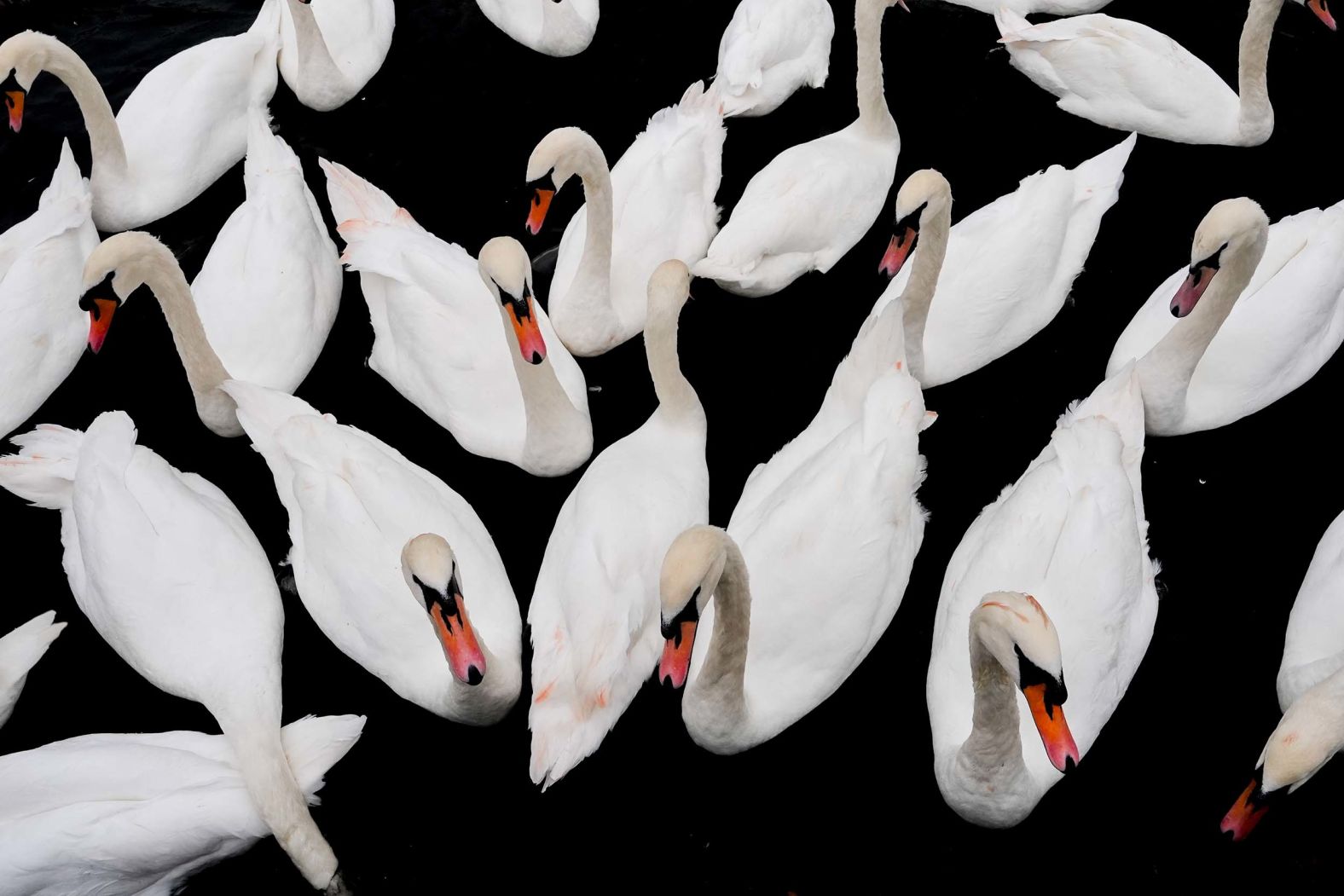 Swans float on the River Thames in Windsor, England, on Friday, October 10.