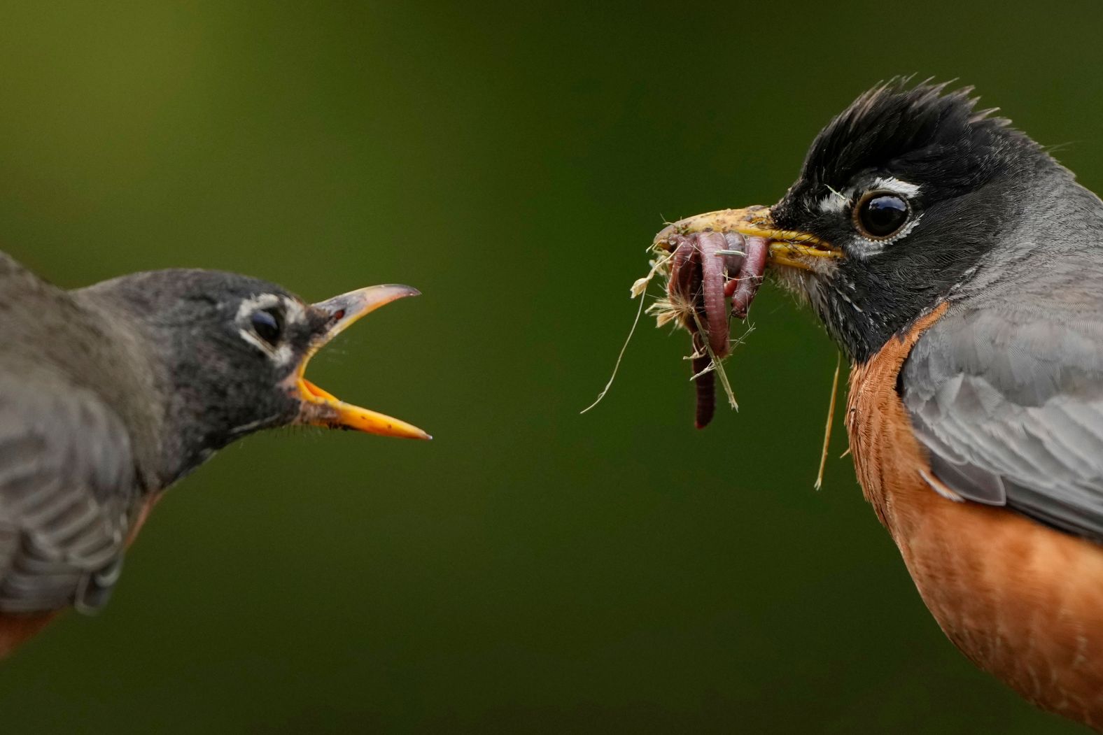 Two robins battle over a breakfast of worms in Overland Park, Kansas, on Friday, May 16.