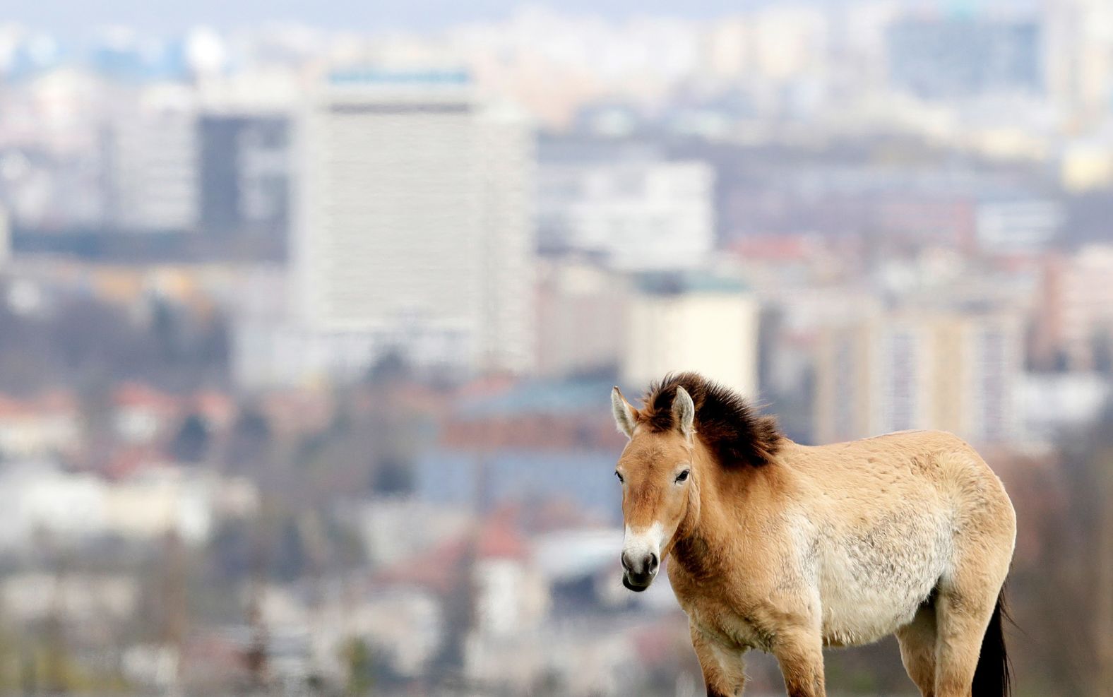 In contrast to the feral descendants of domesticated horses that now roam free in Australia and North America, <a href="index.php?page=&url=https%3A%2F%2Fnationalzoo.si.edu%2Fanimals%2Fprzewalskis-horse%23%3A%7E%3Atext%3DPrzewalski%26apos%3Bs%2520horses%252C%2520critically%2520endangered%2520horses%2Ccommon%2520ancestor%2520500%252C000%2520years%2520ago" target="_blank">scientists believe</a> that Przewalski’s horses have never been domesticated and are therefore unique in being truly wild. “It is very hard to explain the difference between a domesticated and a wild horse,” says Filip Mašek, spokesperson for Prague Zoo, which received its <a href="index.php?page=&url=https%3A%2F%2Fwww.zoopraha.cz%2Fen%2Fabout-zoo%2Fhistory" target="_blank">first pair of horses in 1931</a>, “this is a wild animal that you have to be very careful around.” Here, a Przewalski’s horse stands inside a breeding enclosure in Prague on April 22, 2021.