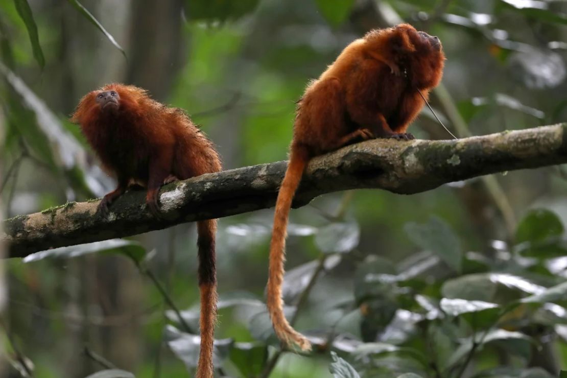 Tamarinos león dorados en la región del Bosque Atlántico de Silva Jardim en el estado de Río de Janeiro, Brasil, el 2 de diciembre de 2021.