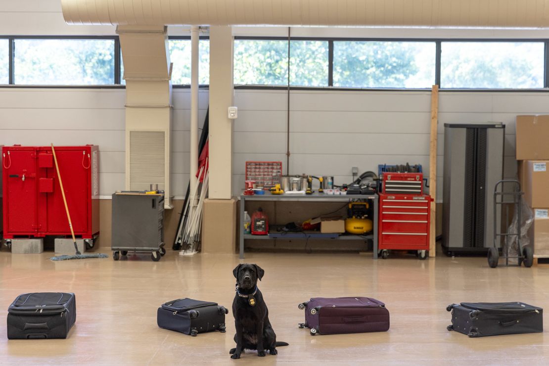 Maggie, a dog trained in explosives and accelerant detection, provides a demonstration of her newly-certified skills following the graduation ceremony. Having determined which suitcase contained a substance that it shouldn’t, Tara sat in front of the case and awaited her reward from her handler.