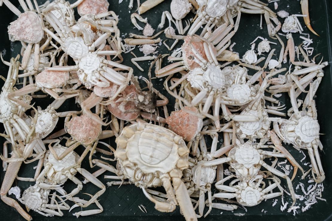 Molts and shells from snow crab sit on a table in June at the Alaska Fisheries Science Center in Kodiak, Alaska.