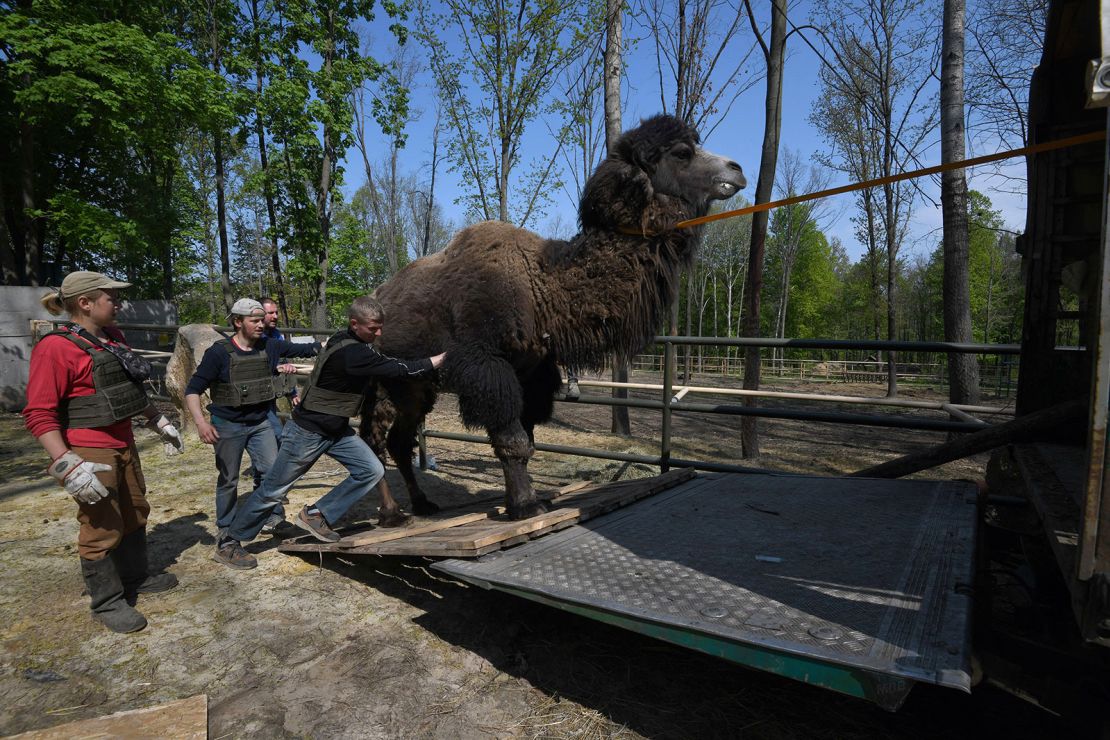 Volunteers help push a camel onto the truck so that he can be successfully evacuated from Feldman Ecopark in Kharkiv, Ukraine.