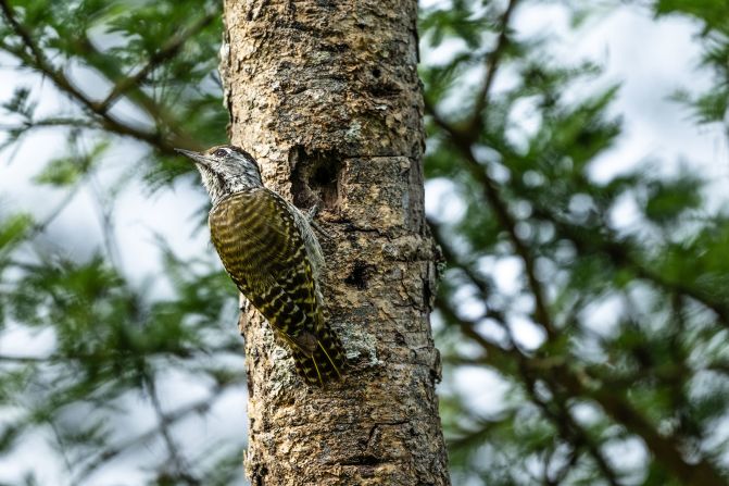 According to Ziwa, there are more than 300 bird species that can be spotted in the area, including the cardinal woodpecker.