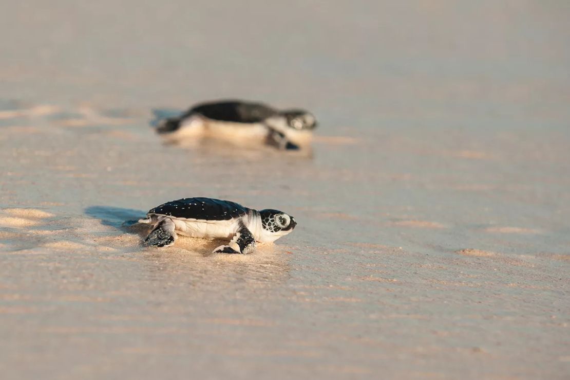 Visitors can get involved in conservation projects that offer a greater understanding of the region's diversity.