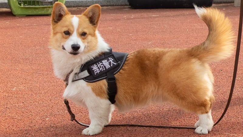 狗狗巡逻队：中国最受欢迎的新警察是柯基犬