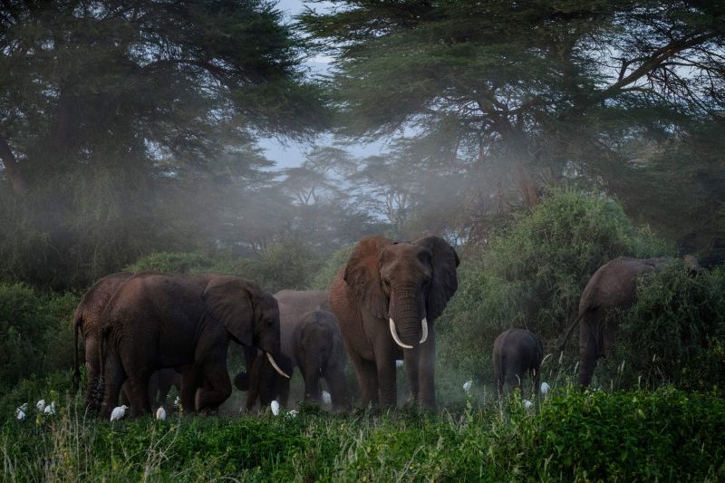 Migratory species include some of the most iconic animals on the planet, like elephants. These elephants are grazing after spraying sand on their bodies at Kimana Sanctuary in Kimana, Kenya -- a mud bath that helps protect them from heat and bug bites.
