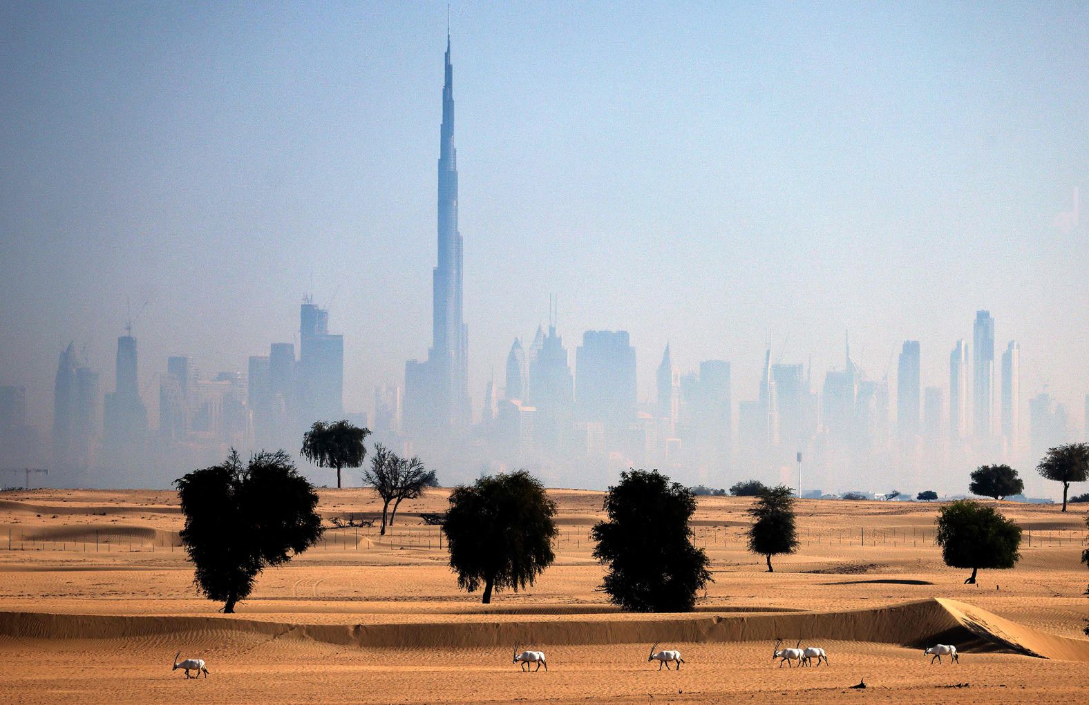 Today, the species still faces some threats from illegal hunting, overgrazing and droughts, but its impressive comeback led the IUCN to upgrading its status from <a  target="_blank">endangered to vulnerable</a> in 2011. Its range now covers Israel, Jordan, Oman, Saudi Arabia and the United Arab Emirates. Here, Arabian oryx are pictured near the city of Dubai, United Arab Emirates in 2021.