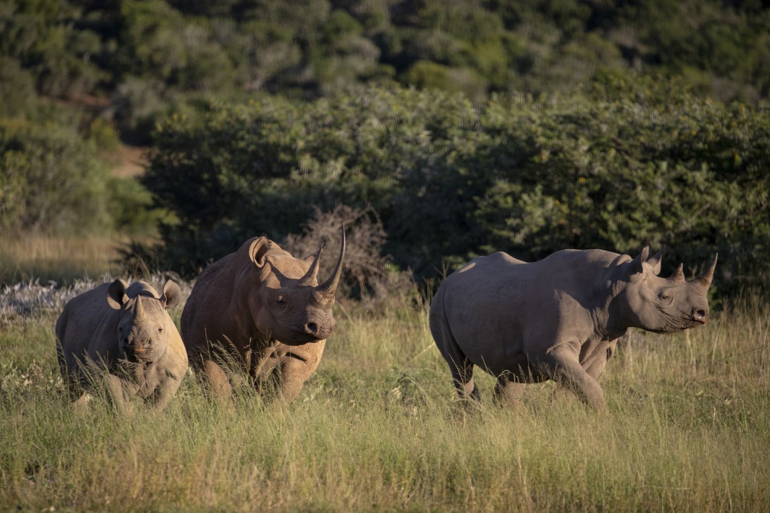 The black rhino’s most defining characteristic, its mighty horns, have ultimately led to its decline. Despite possessing no proven health benefits, rhino horn has been used for millennia in Traditional <a href="https://www.savetherhino.org/rhino-info/threats/poaching-rhino-horn/#:~:text=Rhino%20horn%20is%20used%20in,to%20display%20success%20and%20wealth." target="_blank">Chinese medicine</a> to treat a host of physical and mental conditions – from fever and gout to hallucinations and headaches. The horns are also seen as a status symbol in some cultures, and have been used to make ornaments such as bowls or bangles. A group of black rhinos, also known as a crash, is seen here at a the Shamwari Private Game Reserve in South Africa.