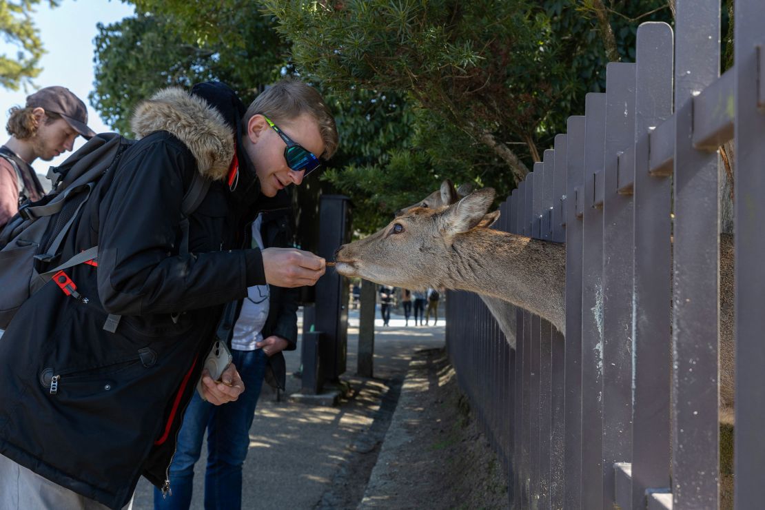 A tourist feeds one of the famous deer of Nara.