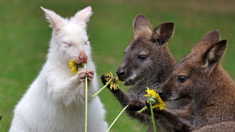 29 April 2025, Mecklenburg-Western Pomerania, Marlow: Abigail, the albino kangaroo at Marlow Bird Park, gets flowers for breakfast on her first birthday. The dandelion is a tasty treat to which all the other Bennnett kangaroos at the bird park are also invited. Photo: Bernd Wüstneck/dpa (Photo by Bernd Wüstneck/picture alliance via Getty Images)