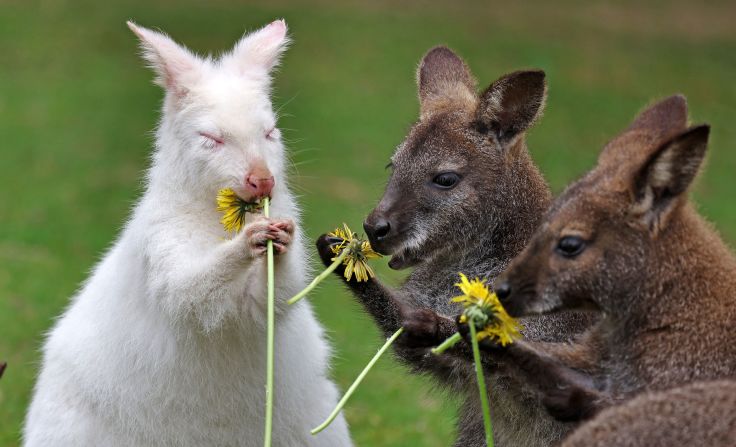 Abigail, an albino kangaroo at the Marlow Bird Park in Marlow, Germany, gets flowers for breakfast on her first birthday on Tuesday, April 29.