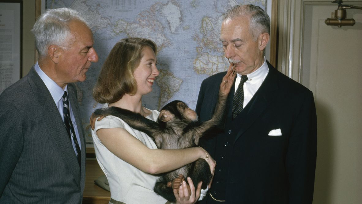 Goodall holds a chimpanzee during a visit to the National Geographic Society in 1962. She had long been fascinated with Africa and its animals, but she had no formal higher education when she began her groundbreaking work observing and studying chimpanzees in 1960.