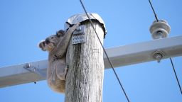 A Koala is seen on top of a power pole in Australia.