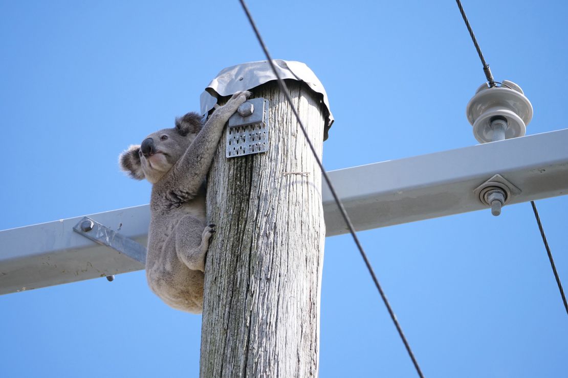 A koala is seen on top of a power pole in Tarragindi, Brisbane, August 6, 2024.