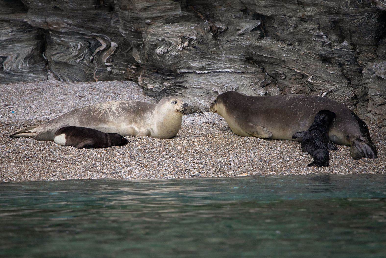Mediterranean monk seals can grow up to 2.8 meters (9.2 feet) long and weigh between 250 and 400 kilograms (550 to880 pounds). Males are generally darker, while females are silvery-gray or brown. They have relatively short, rounded flippers, and unlike most other seals,nostrils that point upward, giving them a gentle, almost dog-like expression.