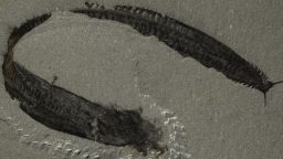 02 Pikaia Fossil.jpg