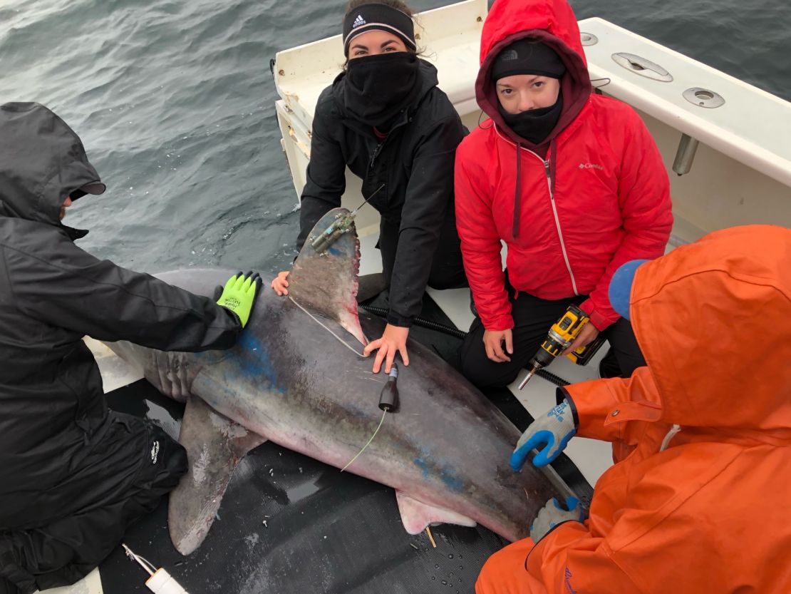 The researchers tagged multiple porbeagle sharks in 2020 and 2022.