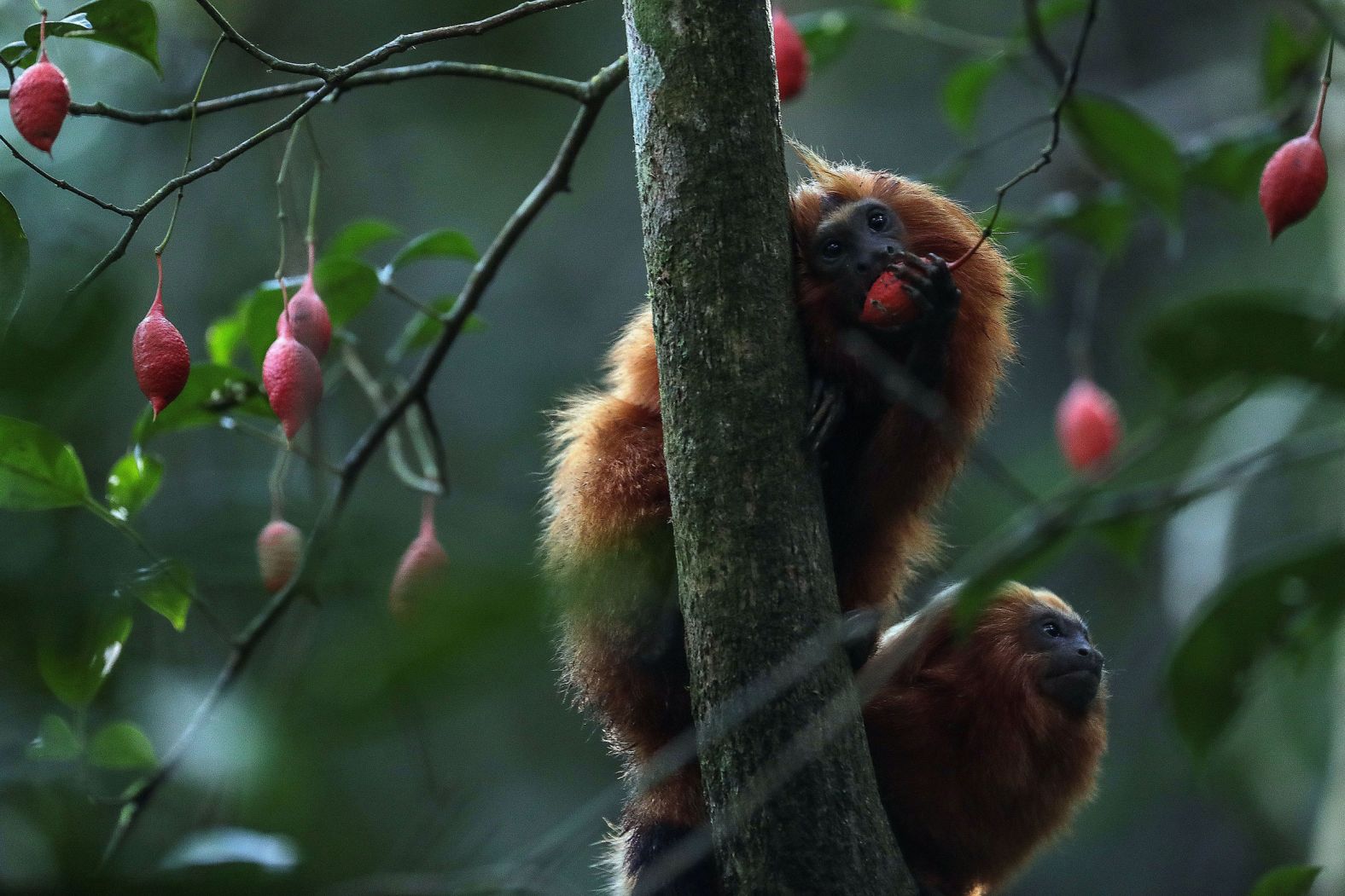 As if deliberately color-coordinated, the four species of lion tamarin are named golden, black, black-faced (with a golden body), and golden-headed (with a black body). Each occupies its own region of the remaining Brazilian Atlantic rainforest. The golden lion tamarin is omnivorous, predominantly feeding on fruits and insects – which it extracts from crevices in bark using its slender, elongated fingers.