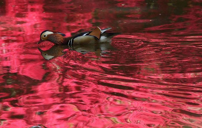A mandarin duck swims through a pond in London’s Richmond Park on Monday, April 28. The water was reflecting blossoming flowers nearby.