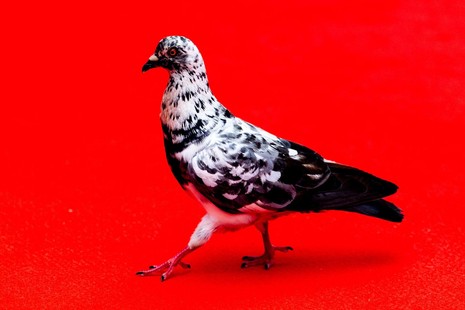 A pigeon struts on a red carpet at the Toronto International Film Festival on Friday, September 5.