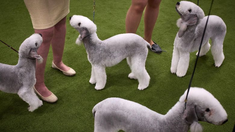 NEW YORK, NEW YORK - FEBRUARY 11: Bedlington Terrier dogs look on after a competition during the 149th Annual Westminster Kennel Club Dog Show at Jacob K. Javits Convention Center on February 11, 2025 in New York City. (Photo by Andres Kudacki/Getty Images)