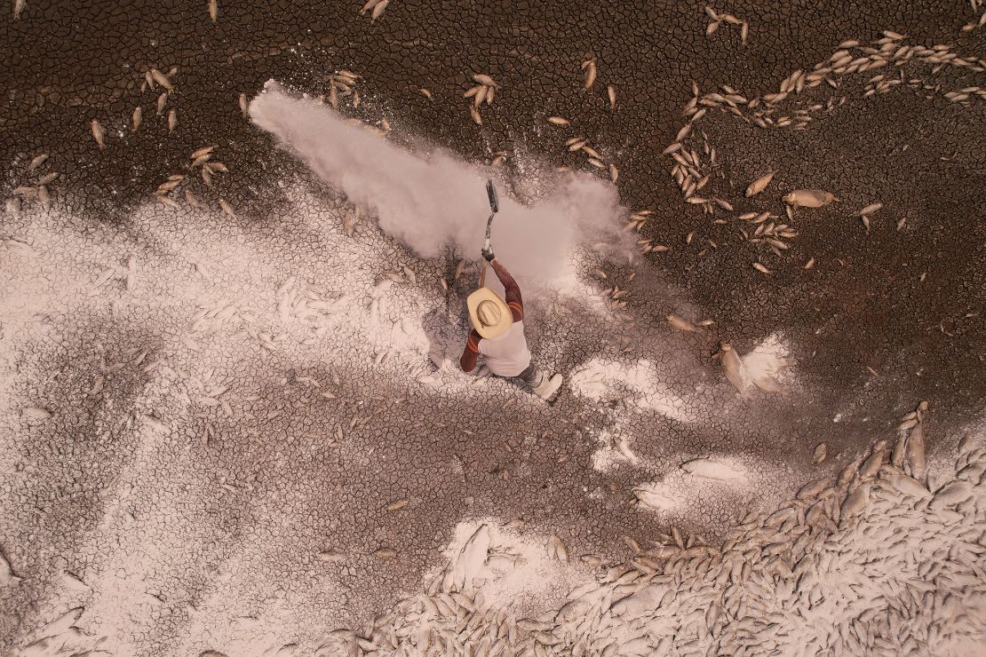 A municipal worker spreading quicklime over dead fish to reduce the stench, at the dry bed of the Bustillos Lagoon on June 7, 2024.