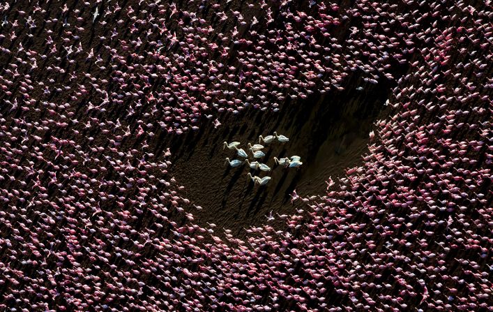David Swindler, whose portfolio included this image of flamingos and pelicans, won third prize.