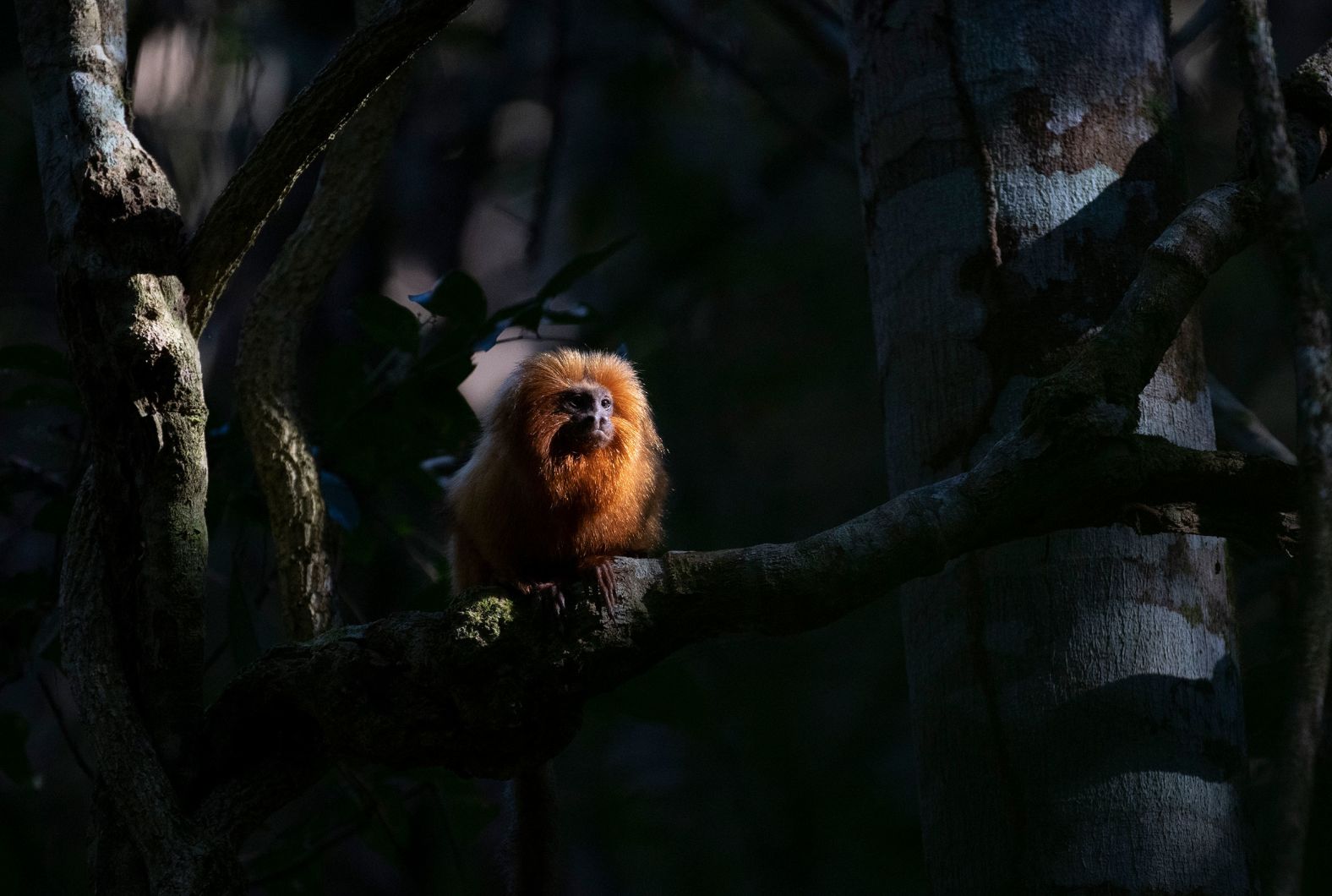 In response to mounting concerns over the decline in numbers of the golden lion tamarin, Poço das Antas, the first biological reserve in Brazil, was created in 1974 to protect one of the species’ last remaining populations. A second federal reserve, the União Biological Reserve, was created in 1998 and expanded in 2017, tripling in size to almost 8,000 hectares. Several reserves have also been <a href="index.php?page=&url=https%3A%2F%2Fwww.researchgate.net%2Fpublication%2F282553248_Four_hurdles_for_conservation_on_private_land_the_case_of_the_golden_lion_tamarin_in_Brazil%2527s_Atlantic_Forest" target="_blank">created on private land</a>, with many landowners now viewing the presence of golden lion tamarins as a status symbol. Here, a golden lion tamarin is seen in the Atlantic Forest region of Silva Jardim in Rio de Janeiro state, Brazil, in August 2020.