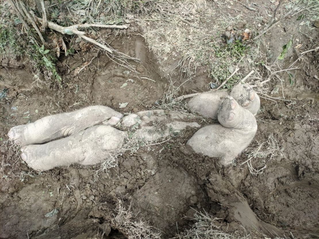 This is the first time that calf burials by Asian elephants have been documented.
