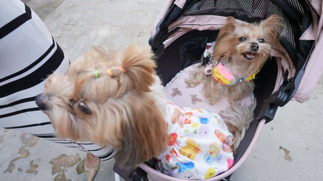 Hansen and Momo's dogs on a stroller in Beijing.