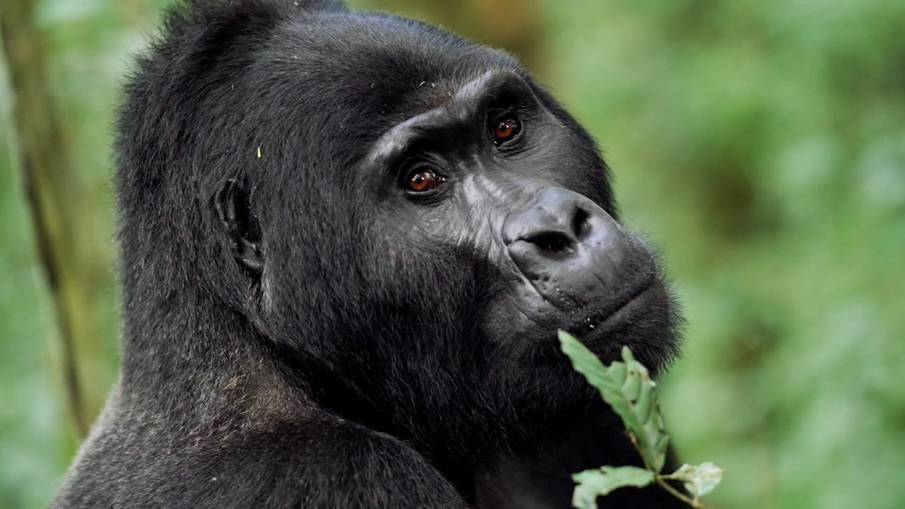 A gorilla in Bwindi Impenetrable National Park.